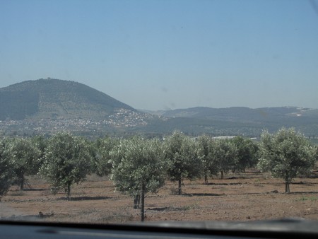 2 year-old olive plantation. Photo: KKL-JNF Photo Archive