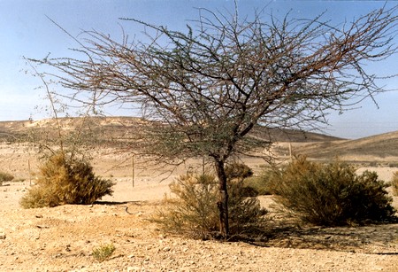 Acacia growing in the Negev. Photo: KKL-JNF Photo Archive