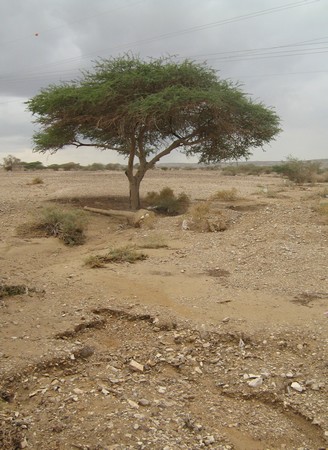 An accacia tree in the Arava desert. Photo: KKL-JNF Photo Archive