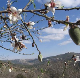 Almond tree with fruit. Photo: KKL-JNF Photo Archive

