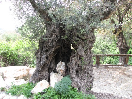 Ancient olive tree in the Blue Valley, near Tzfat. Photo: KKL-JNF Photo Archive

