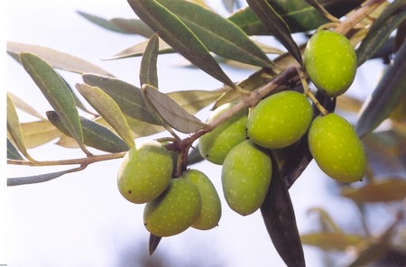 Photo: KKL-JNF Photo Archive