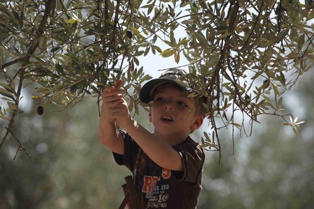 Ripe olives ready for picking. Photo: KKL-JNF Photo Archive