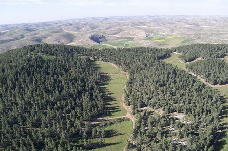 Yatir Forest. Photo: Albetros, KKL-JNF Photo Archive