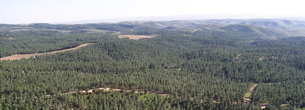 Yatir forest. Photo: Benny Mor, KKL-JNF Jerusalem