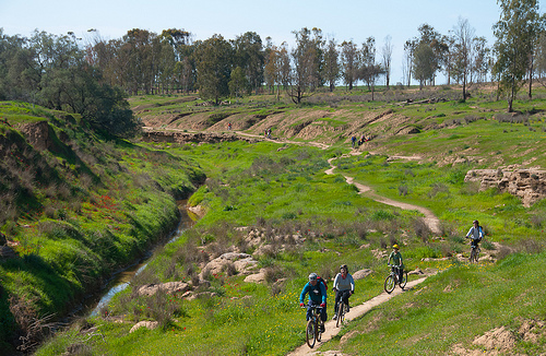 ነጠላ ቢሪ። ፎቶ: ኢላን ሳሃም።