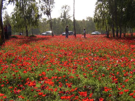በቢሪ ደን ውስጥ አኔሞኖች ይበቅላሉ። ፎቶ: ሚካኤል ሁሪ።