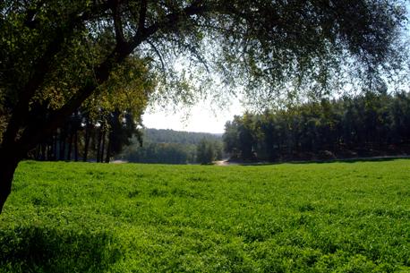 የቤን ሸመን ደን። ፎቶ፡ አቪ ሀዩን