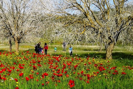 Anemones in Dvira Forest. Photo: Hagit Lavi