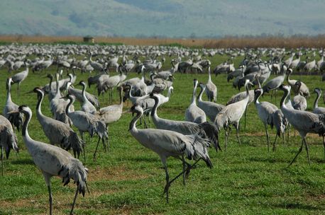 Photo: KKL-JNF Photo Archive