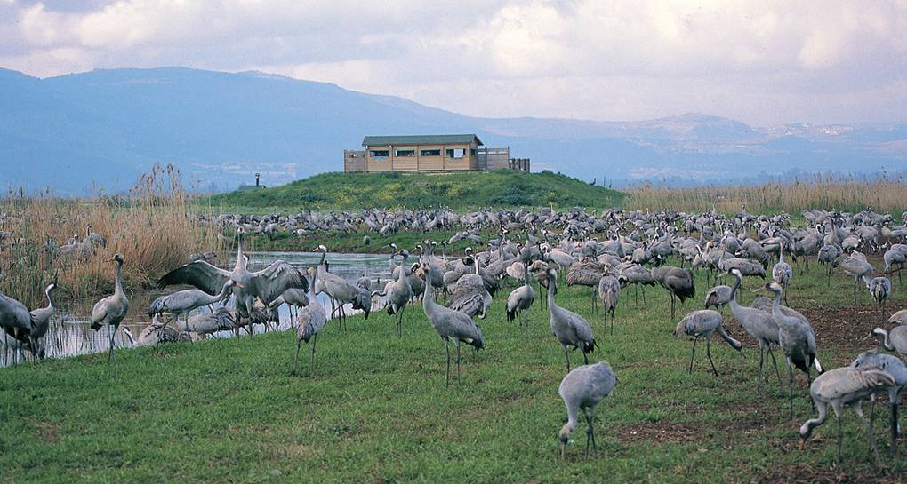 ፎቶ: ኬኬኤል-ጄኤንኤፍ የፎቶ ማህደር