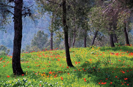 Blossoming in Jerusalem Forest. Photo: Zvi Yuchtman.