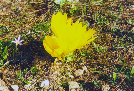 Photo: KKL-JNF Archive.