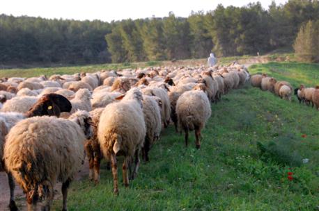 ፎቶ፡ ኒራ ዛዶቅ