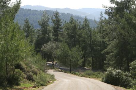 አሚናዳቭ ደን። ፎቶ፡ ፍላሽ 90