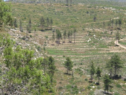 ካርሜል ቴራስ። ፎቶ: ዮአቭ ዴቪር