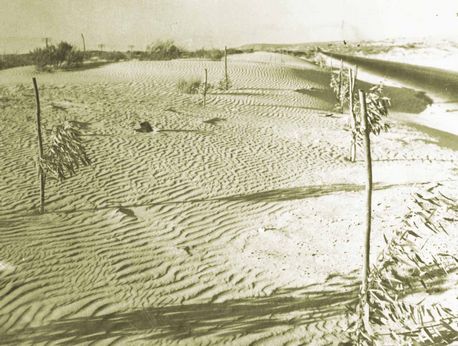 עצי אקליפטוס ראשונים בעמק חפר. צילום: ארכיון הצילומים של קק''ל