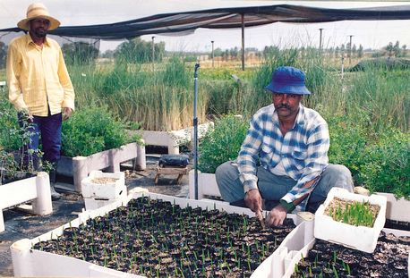 עבודה ראשונה בארץ: עולה חדש במשתלת קרן קימת בגילת. צילום: ארכיון הצילומים של קק''ל