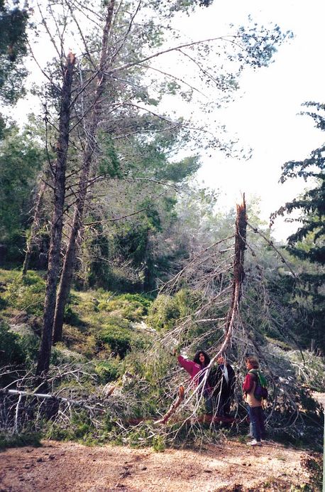 נזקי השלג והסופות, חורף 1992: עצים שבורים ביער ביריה. צילום: ארכיון הצילומים של קק''ל