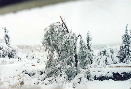 יער ירושלים, חורף 1992. צילום: ארכיון הצילומים של קק''ל