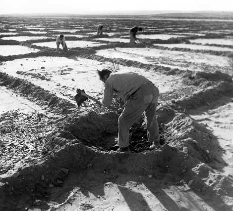 עיבוד שדות ראשונים בנגב. צילום: ארכיון הצילומים של קק''ל