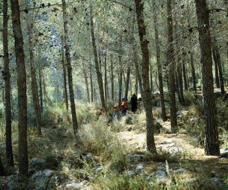 פינה ביער להב. צילום: ארכיון הצילומים של קק''ל