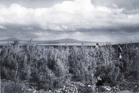 יער משמר העמק בראשיתו, אחד היערות הראשונים שקקל נטעה. צילום: ארכיון הצילומים של קק''ל