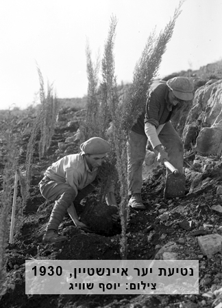 נטיעות יער איינשטיין, 1930. צילום: יוסף שוויג