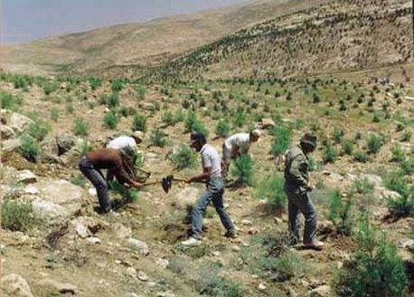 עולים עובדים בייעור, 1990. צילום: ארכיון הצילומים של קק''ל