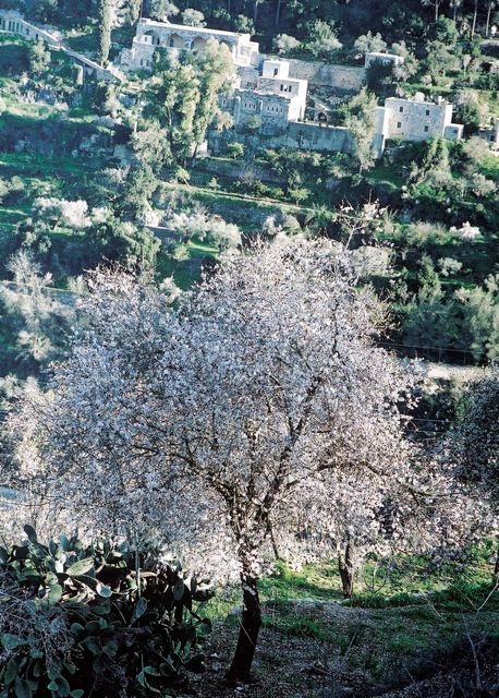 עץ שקד בסטף. צילום: ארכיון הצילומים של קק''ל