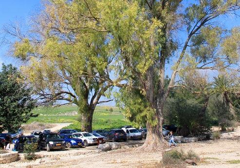 موقف تخييم طريق بورما. تصوير: يعقوب شكولنيك، ارشيف صور الصندوق القومي الإسرائيلي