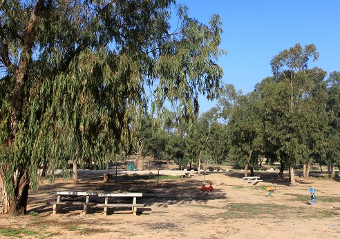 موقف التخييم إيبيم في غابة إيرز. تصوير: يعقوب شكولنيك، ارشيف صور الصندوق القومي الإسرائيلي