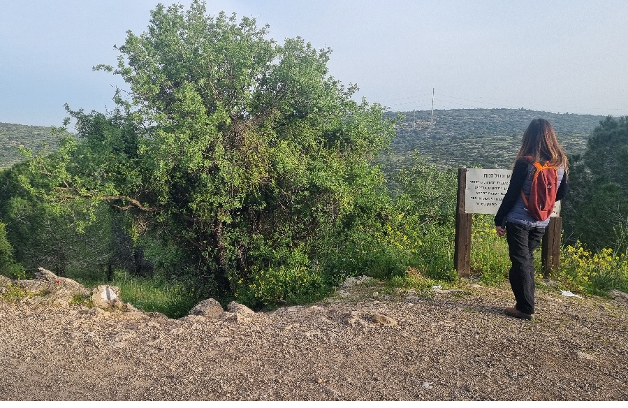 تصوير: عدي طنا نتان، الصندوق القومي اليهودي (كيرن كييمت ليسرائيل) تصوير: عدي طنا نتان، الصندوق القومي اليهودي (كيرن كييمت ليسرائيل)