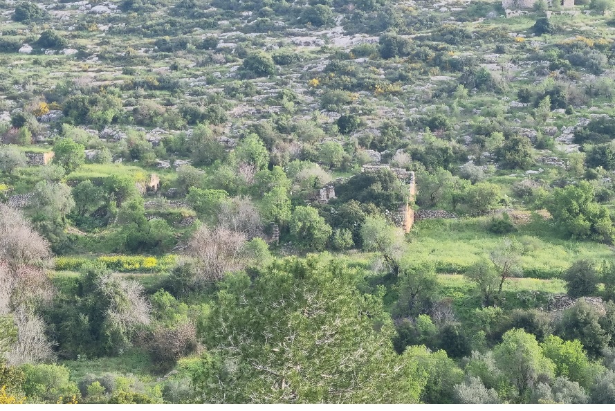 تصوير: عدي طنا نتان، الصندوق القومي اليهودي (كيرن كييمت ليسرائيل) تصوير: عدي طنا نتان، الصندوق القومي اليهودي (كيرن كييمت ليسرائيل)