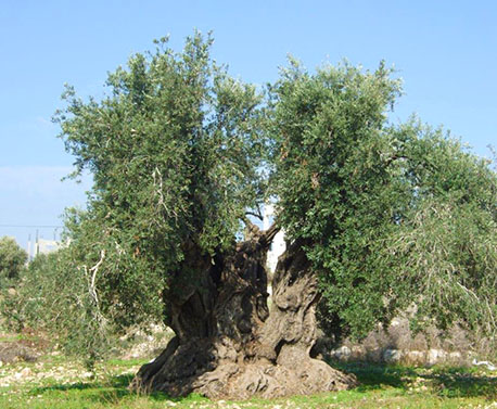 עץ זית עתיק בשפרעם. צילום: סוהיל זידאן