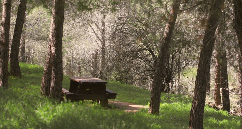 تصوير: أرشيف الصور التابعة إلى الصندوق القومي الإسرائيلي