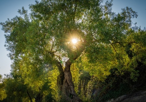 צילום: Shutterstock