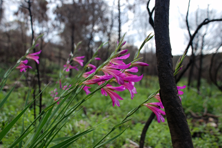 התחדשות הפריחה לאחר השריפה שהשתוללה בכרמל ב-2010.
צילום: יוליה אולשנסקי