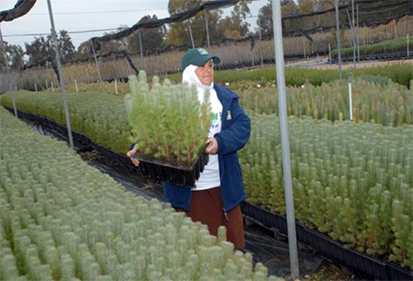 הכנת שתילים לנטיעה במשתלת גולני של קקל.  צילום: מיכאל חורי, ארכיון הצילומים של קקל

הכנת שתילים לנטיעה במשתלת גולני של קקל.  צילום: מיכאל חורי, ארכיון הצילומים של קקל