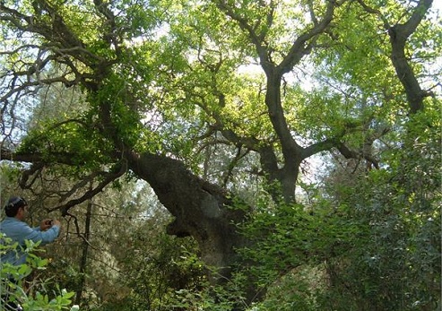 צילום: פנינה לבני, ארכיון הצילומים של קקל