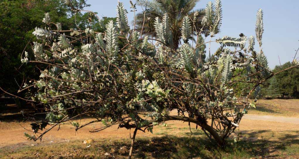 أوكالبتوس كبير الثمار. تصوير: يعقوب شكولنيك، أرشيف صور الصندوق القومي الإسرائيلي