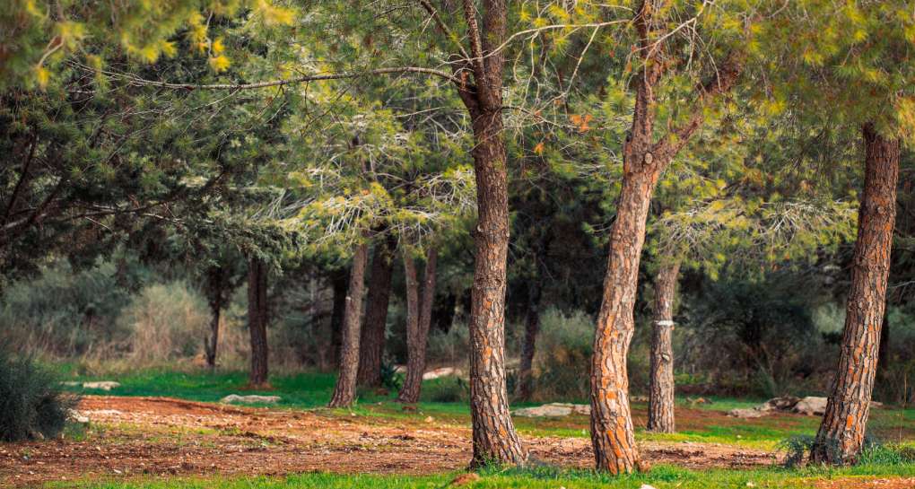 تصوير: أرشيف صور الصندوق القومي الإسرائيلي (كاكال)