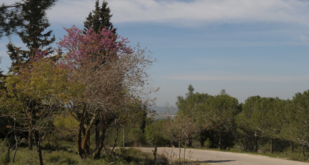 تصوير: أرشيف صور الصندوق القومي الإسرائيلي (كاكال)
