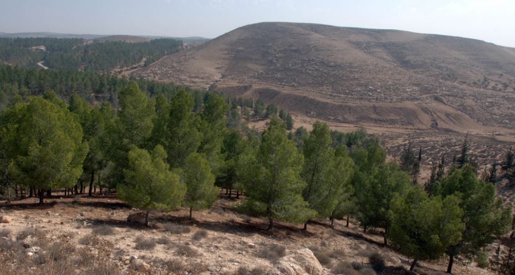 تصوير: أرشيف صور الصندوق القومي الإسرائيلي (كاكال)