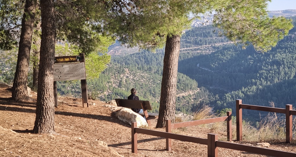 تصوير: الصندوق القومي الإسرائيلي