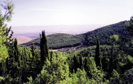 יער ביריה.  צילום: ארכיון צילומי קק''ל
