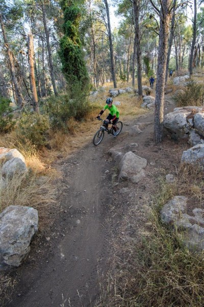מסתובבים ביער. צילום: אילן שחם, ארכיון הצילומים של קק"ל
