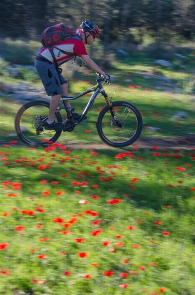 רכיבה בלב מרבד כלניות. צילום: אילן שחם, ארכיון הצילומים של קק"ל