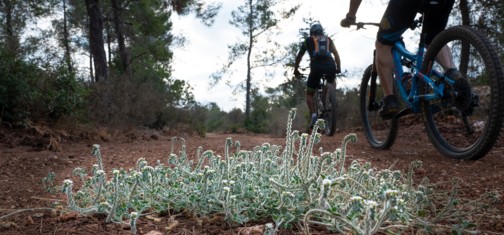 מטפסים בסינגל כברי. צילום: אילן שחם