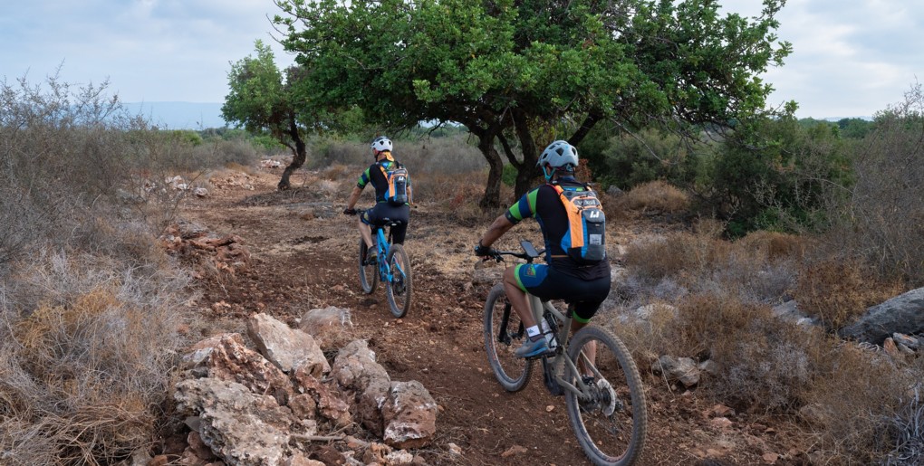 סינגל כברי. צילום: אילן שחם, ארכיון הצילומים של קק"ל